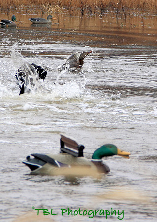 Klima duck hunt_20101122_0151