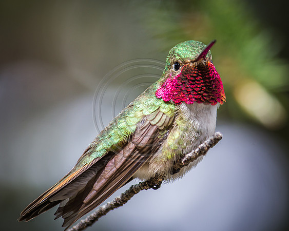 2014 june hummingbirds-7