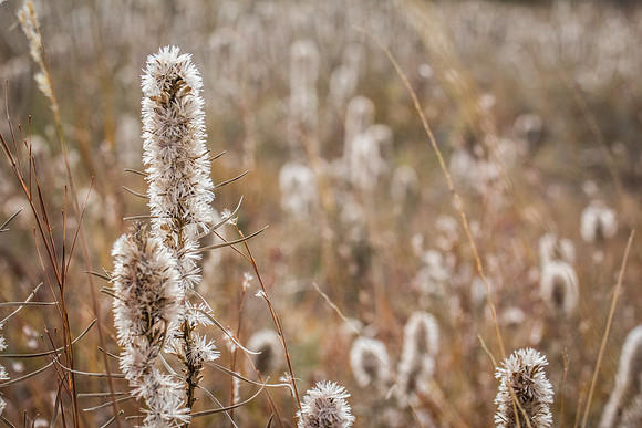 Grazed pasture- 1