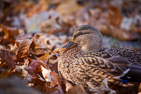20111025 antioch park-121-100