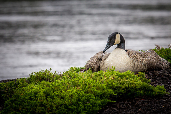mother goose