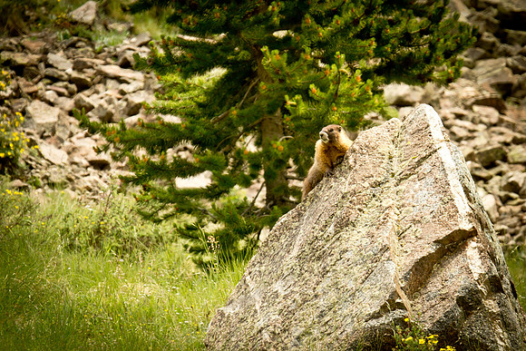 Cottonwood Pass (12 of 13)