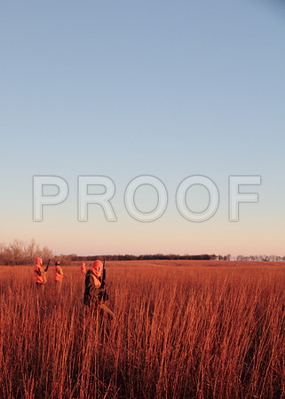 Concordia pheasant hunting