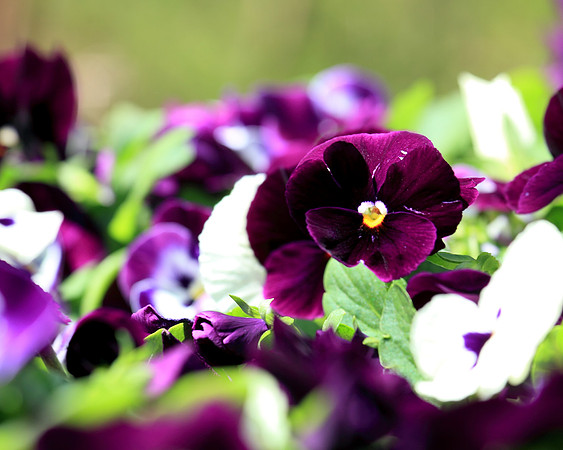 Purple and White