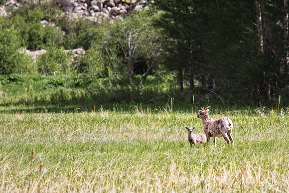 Big Horn Sheep-2