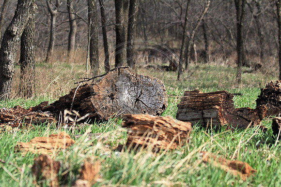 stump