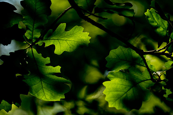 Memorial Day Arboretum-7