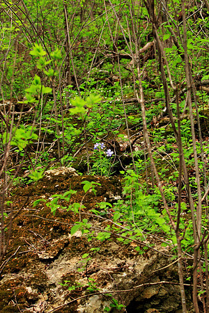 _MG_0046arboretum