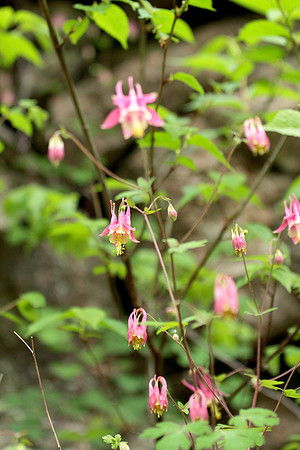 Columbine