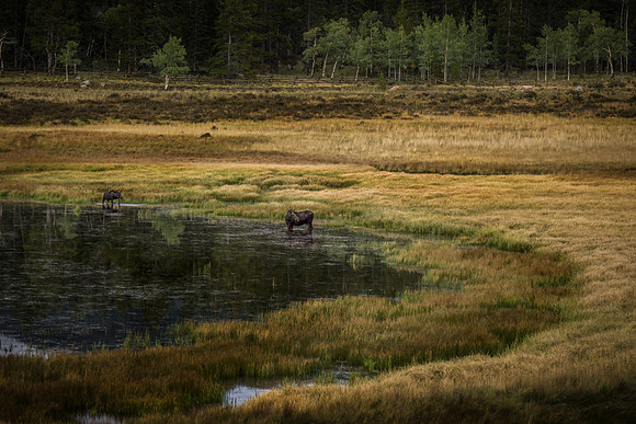 Bailey Moose 09082014
