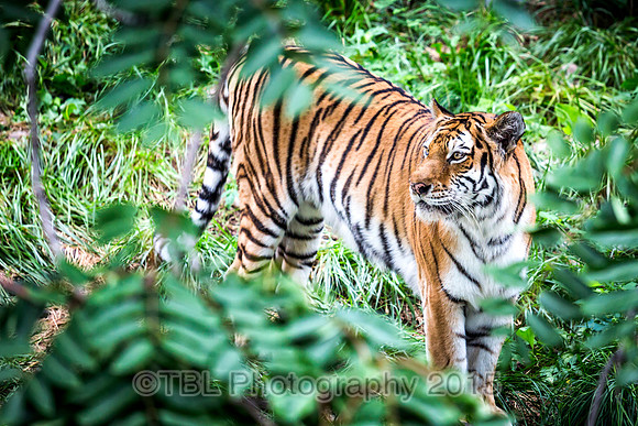 _MG_0100-Edit