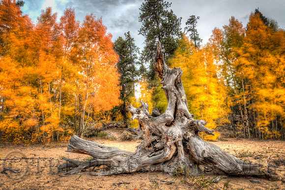 Twin Lake weathered stump 3