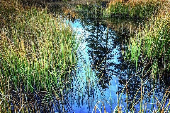 Stagecoach Road Marsh 4