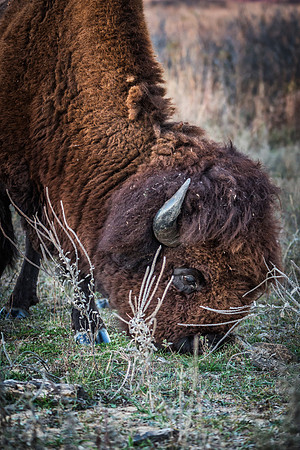 Bison grazing vertical