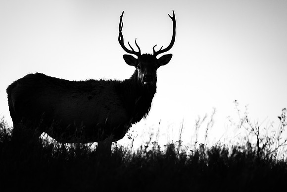 Elk Silhouette