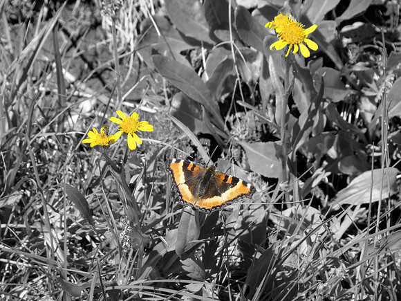 Boulder butterfly