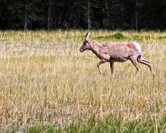 Big Horn Sheep-6
