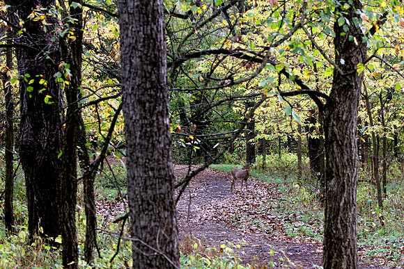whitetail in october 5