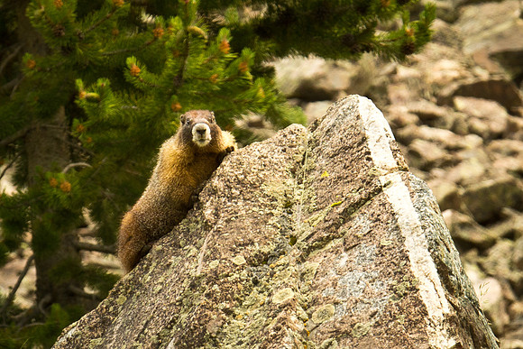 Cottonwood Pass (11 of 13)
