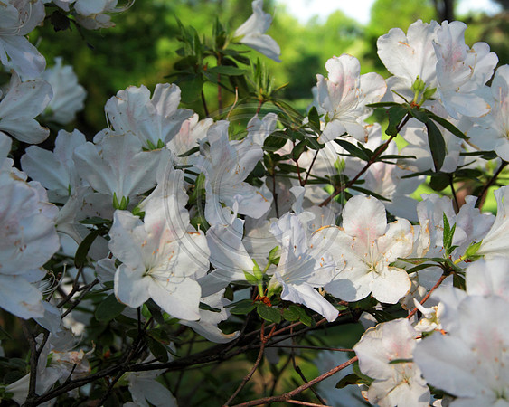 loosepark 2011may11