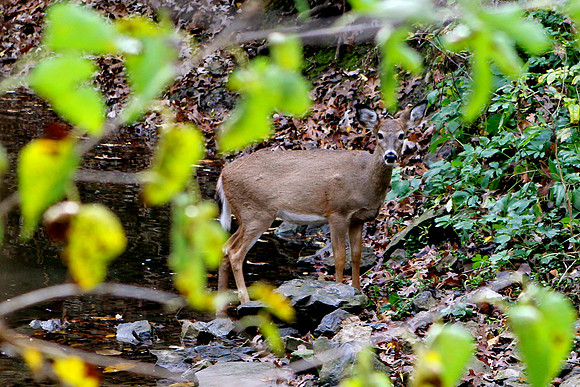 whitetail in october 12