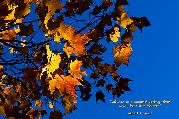 Autumn Golden Leaves