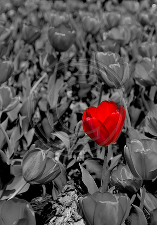 red on black tulip