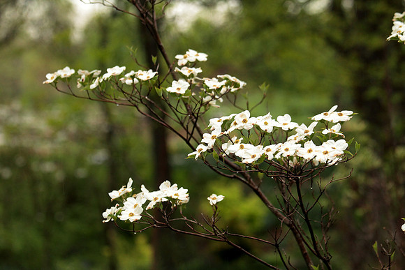 Flowering Dogwood