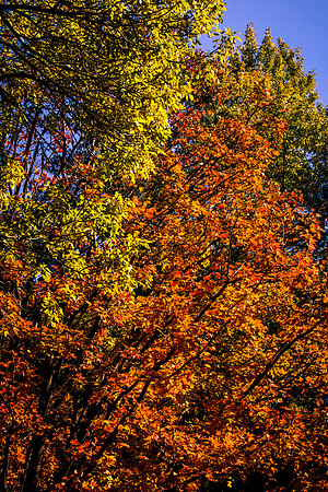 Fall colors 2013
