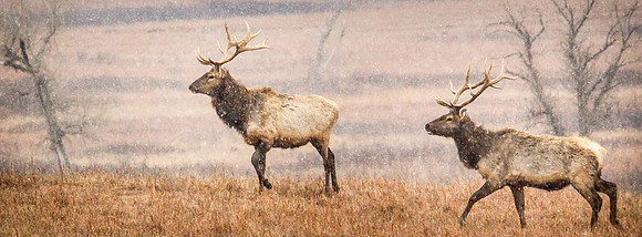 Blull Elk Pair Pano - Feb 2015