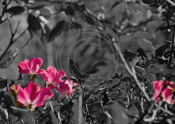 antioch rose black white color 2