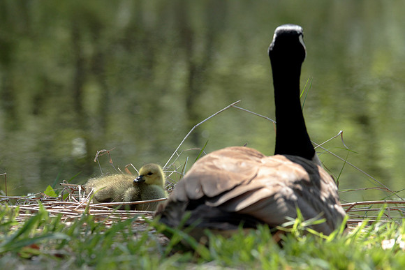 20110429 geese11