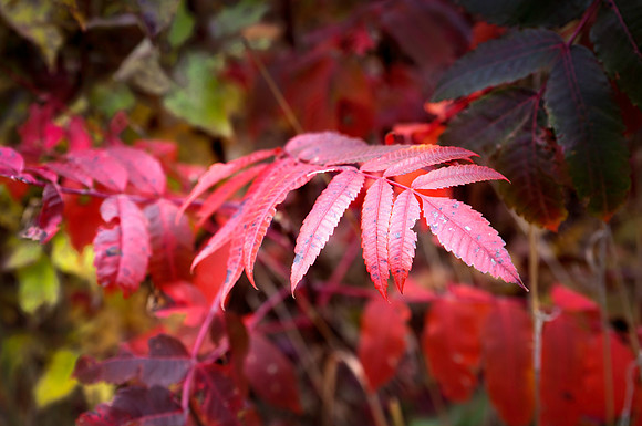 Red in the fall - horizontal