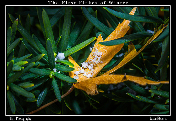 first flakes