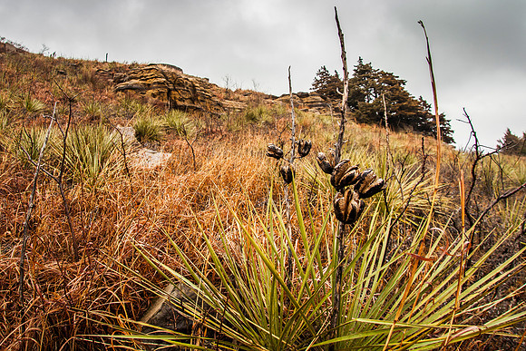 Yucca at Coronado Heights