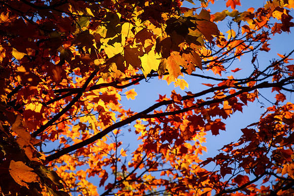 Fall colors 2013-4