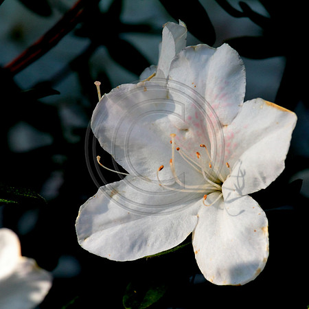 loosepark 2011may15