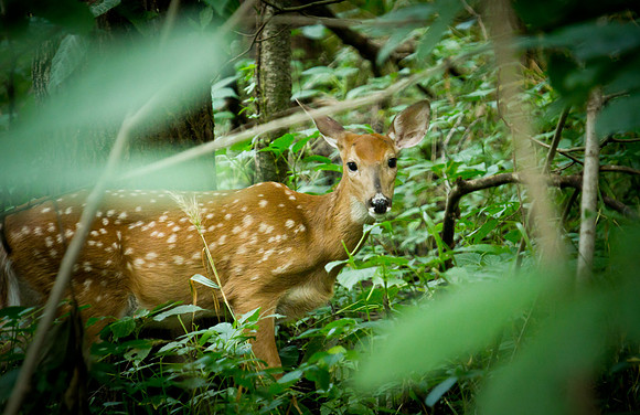 fawn