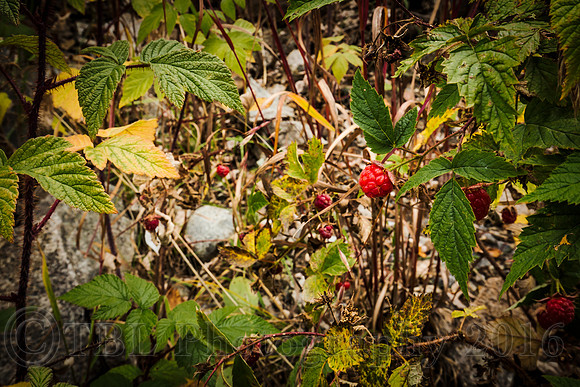 Wild raspberry