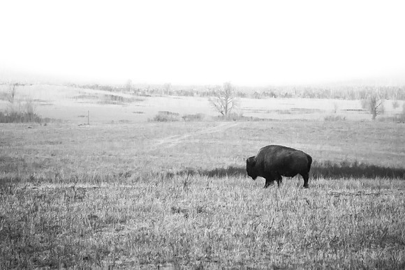 The Old Bull - Leaving