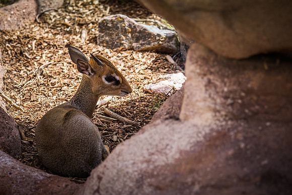 denver zoo 09082014-2