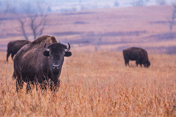 Bison - Snow - Feb 2015