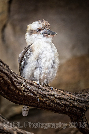_MG_0600-Edit