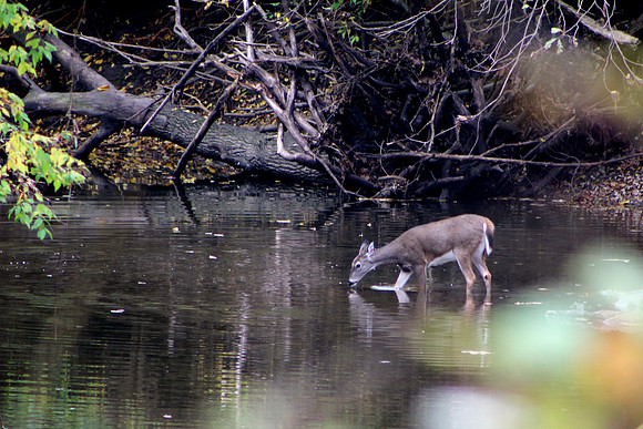 whitetail in october 1