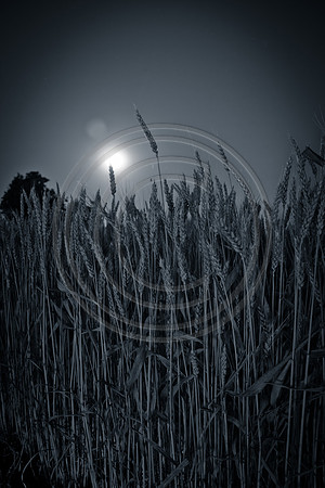 Early Wheat (1 of 2)