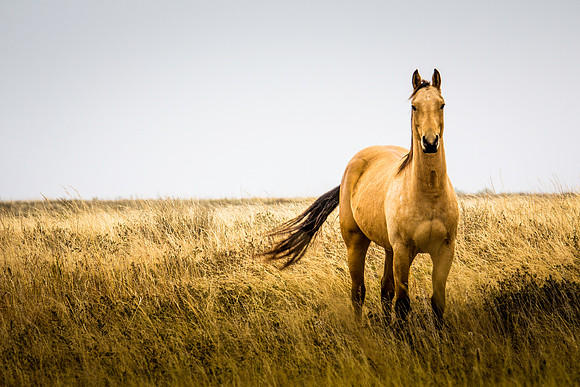 Horses in the prairie - 6