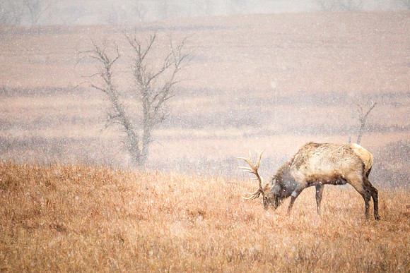 Bull Elk 3 - Snow - Feb 2015