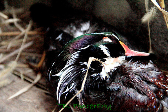 Klima duck hunt_20101122_0093