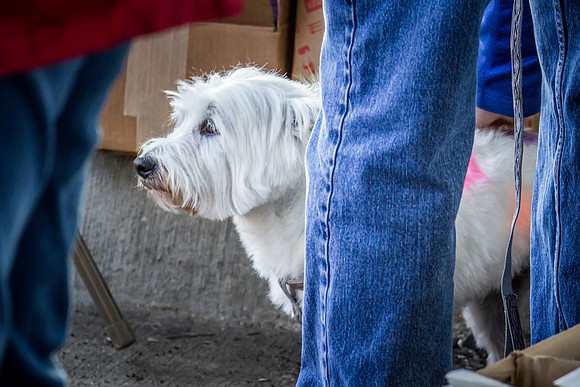 dog day 04052014-22