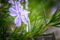 Phlox